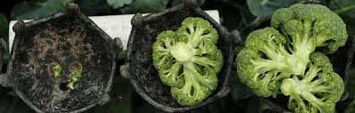 brocoli vegetal parecido