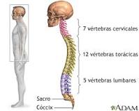 cura como vertebra aplastamiento