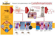 ojo perro leishmaniasis