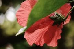 mercadona hibisco flor infusion