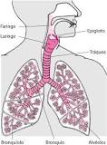 diferencia laringe faringe