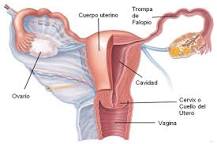 dolor embarazo redondo ligamento utero