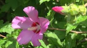 mercadona hibisco flor infusion